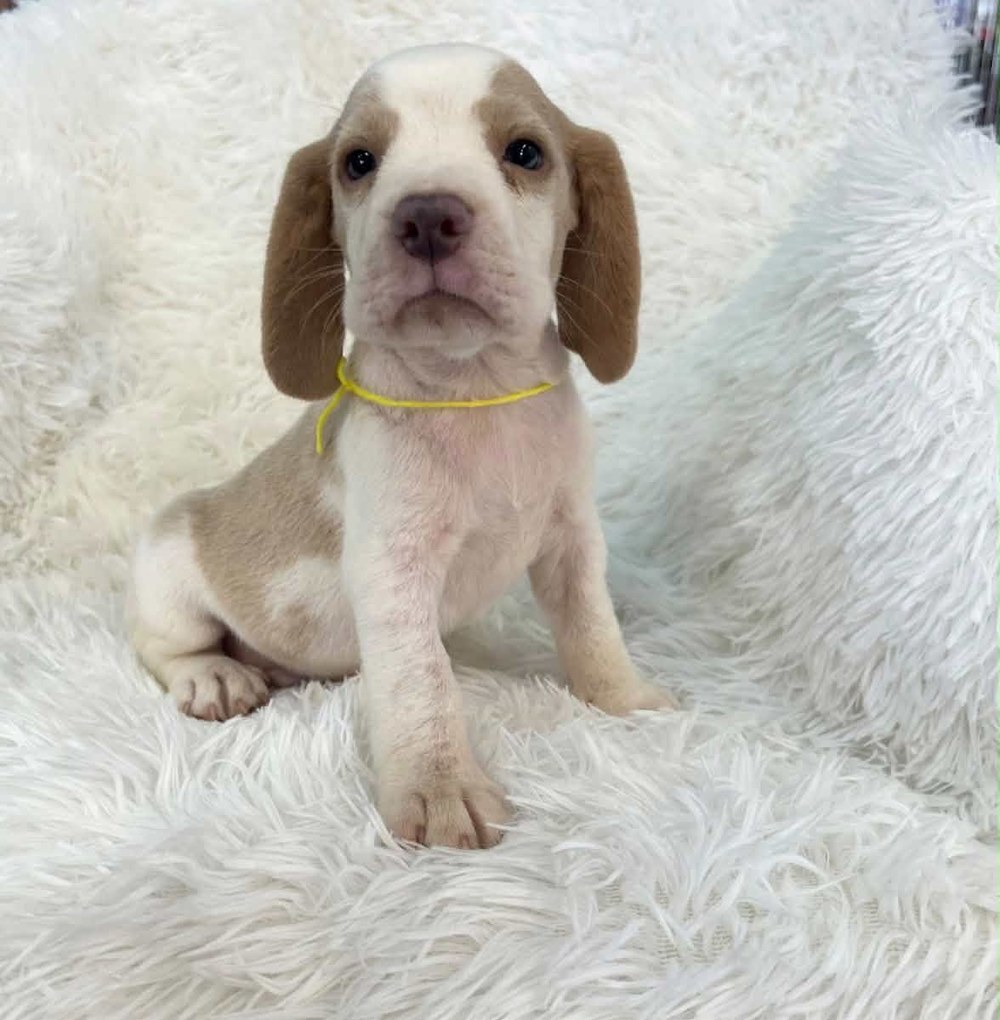 Cooper, a lemon and white beagle puppy with long soft ears and a thin yellow ribbon collar, sitting up on a white blanket and looking straight at the camera.